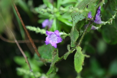 Pteracanthus urticifolius